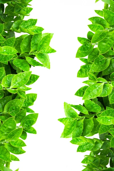 Рамка з зеленого листя ізольована — стокове фото