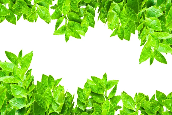 Marco de hojas verdes aisladas — Foto de Stock