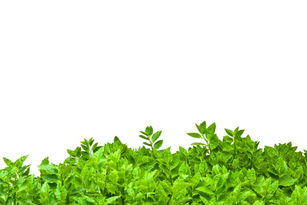 Rám ze zelené listy izolované — Stock fotografie