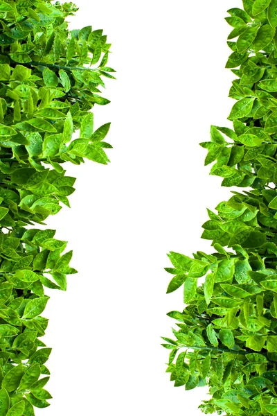 Frame from green leafs isolated — Stock Photo, Image