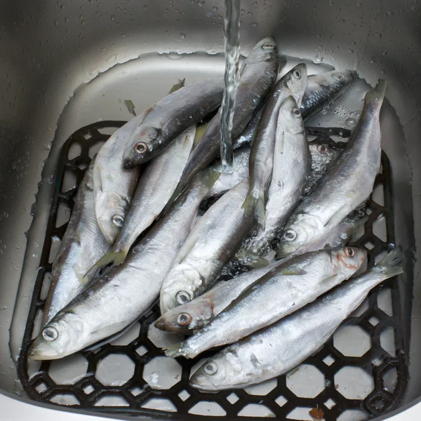 Fresh sardines are at kitchen metal the sink. — Stock Photo, Image