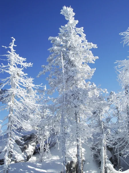 Trä i snö — Stockfoto