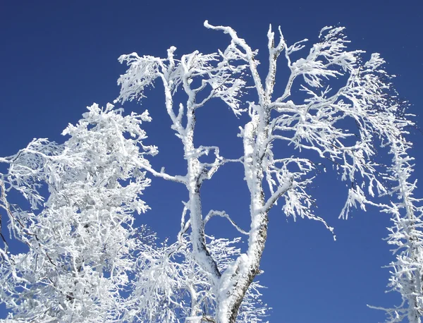 Äste von Bäumen im Schnee — Stockfoto