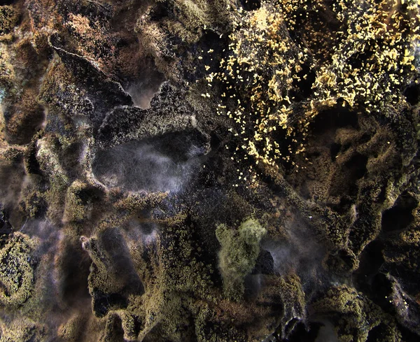 Mold fungus — Stock Photo, Image