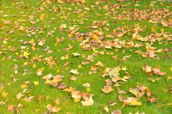 stock image Fallen leaves