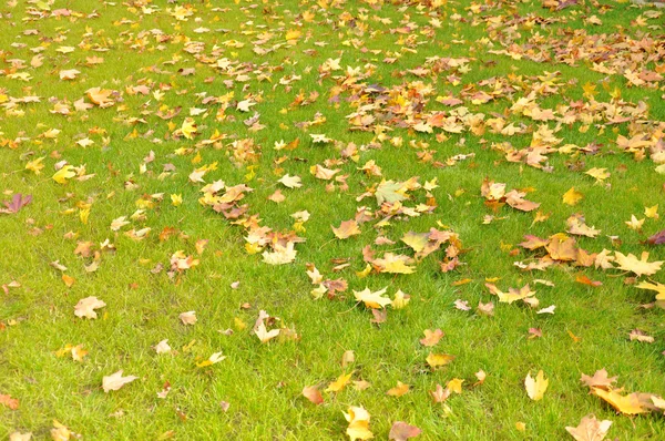 stock image Fallen leaves