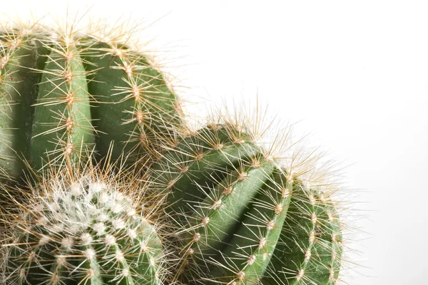 Cactus op de witte achtergrond — Stockfoto