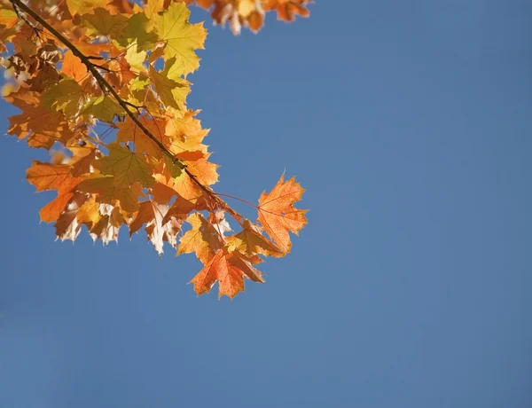Podzimní Javorové listy — Stock fotografie
