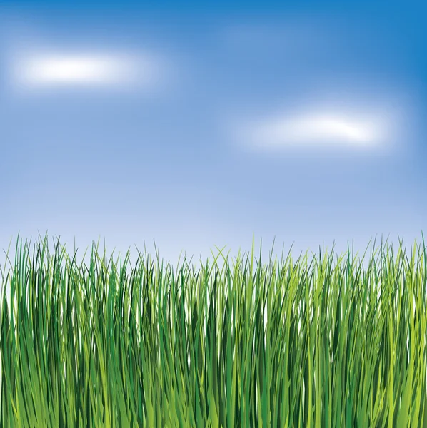 Hierba verde sobre el fondo azul del cielo — Vector de stock