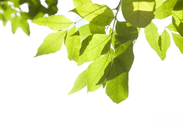 Zelené listí s kapkami vody — Stock fotografie