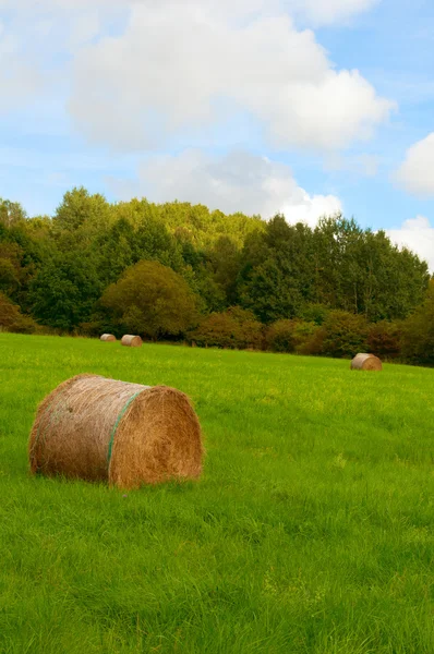 Harvested Meadow — Stock Photo, Image