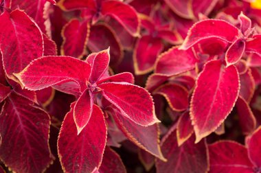 Coleus Red Velvet Plant clipart