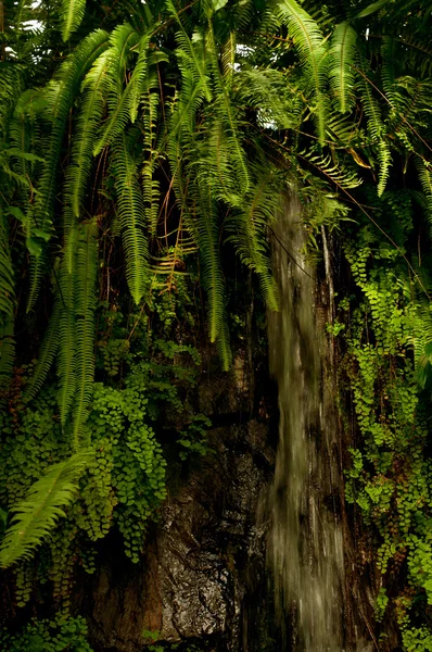 Водопад в джунгли — стоковое фото