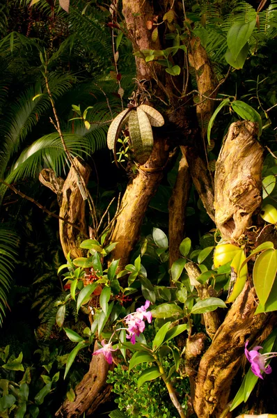 stock image Flowers in Jungle