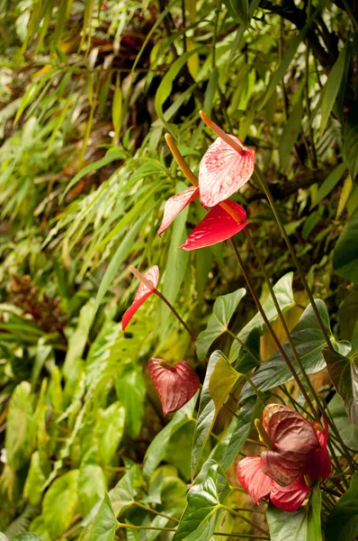 Anthurium rojo en el bosque tropical — Foto de Stock
