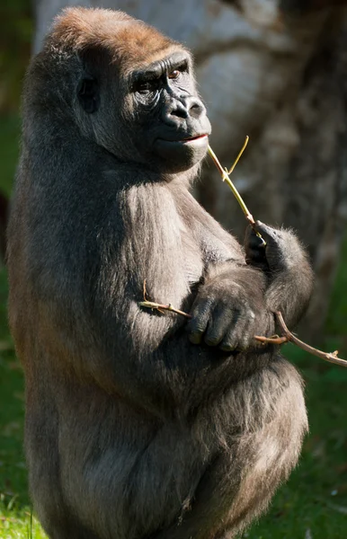 Stock image Western Lowland Gorilla