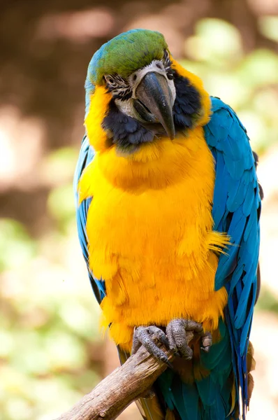 파란색 과 노란색의 금강앵무 — 스톡 사진