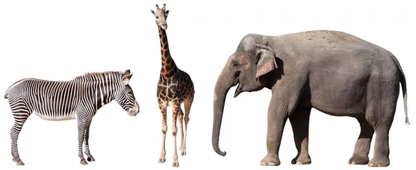 Zebra, giraffe en olifant — Stockfoto