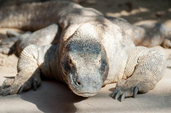 Dragonul Komodo — Fotografie, imagine de stoc