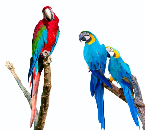 Papegojor på vit — Stockfoto