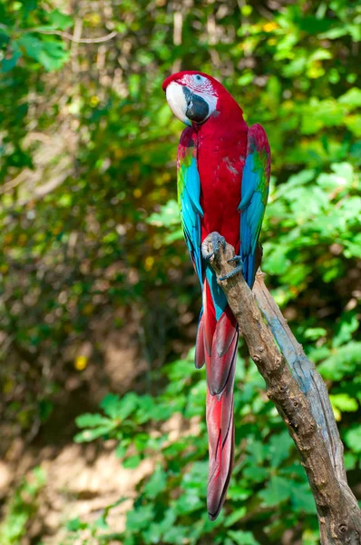 Red-and-green Macaw — Stock Photo, Image