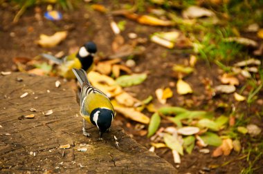 Great tit on a branch clipart