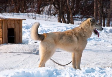 kar üstünde köpek