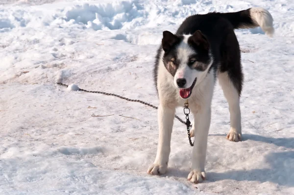 stock image Dog on snow