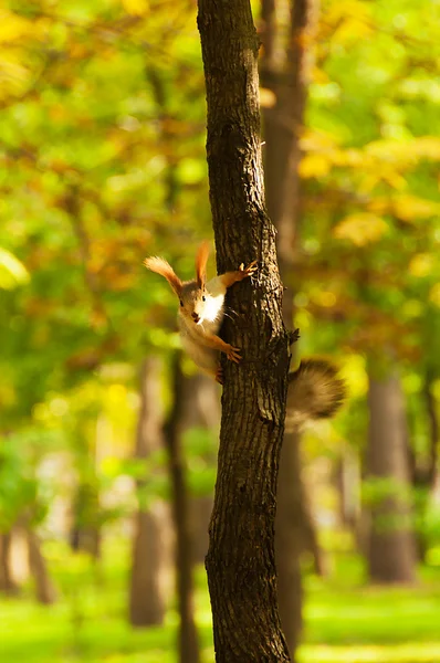 Czerwona wiewiórka siedzi na drzewie — Zdjęcie stockowe