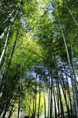 Bambu ormanı