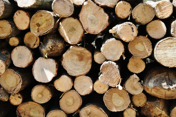 Pile of log — Stock Photo, Image