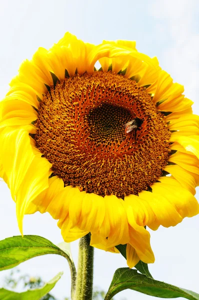 Girasol — Foto de Stock