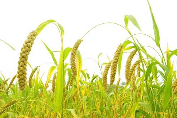 雑穀畑 — ストック写真