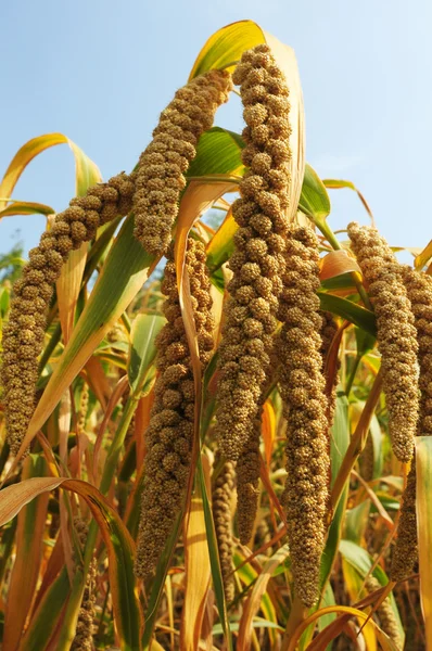 Millet fields — Stock Photo, Image