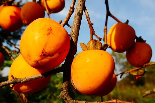Persimmon on the branch — Stock Photo, Image