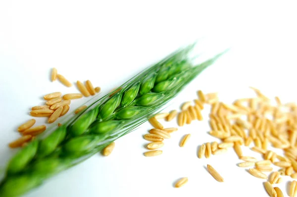 グリーン小麦の穂 — ストック写真