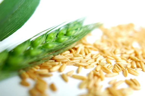 Zelená pšenice uši — Stock fotografie