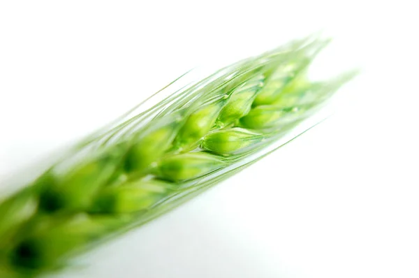 绿色小麦的耳朵 — 图库照片