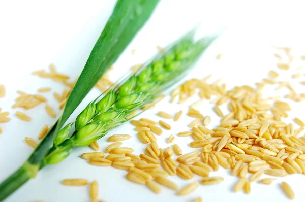 Zelená pšenice uši — Stock fotografie