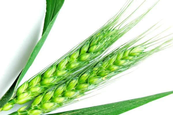 Hojas de trigo verde — Foto de Stock