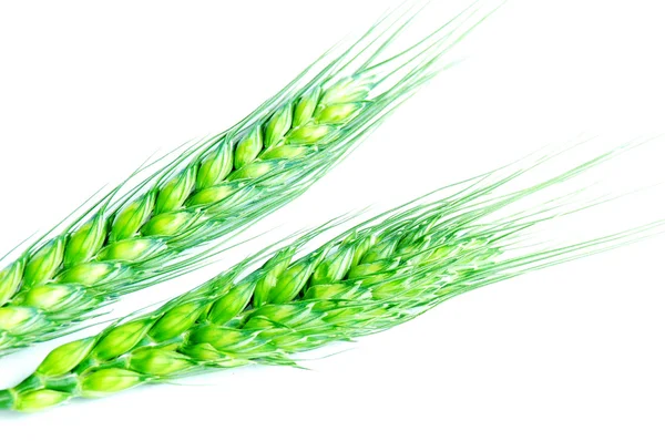 Yeşil buğday kulaklar — Stok fotoğraf
