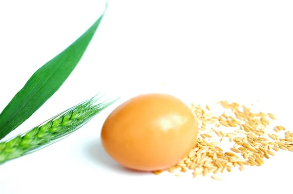 Ei und Weizen — Stockfoto