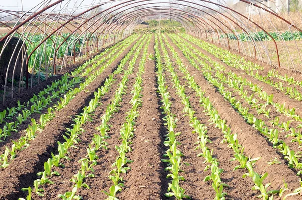 Växthus jordbruk — Stockfoto