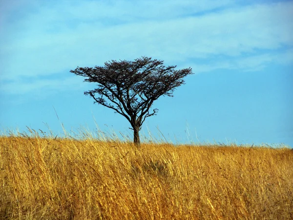 Одномісний шип дерево в польових трав — стокове фото