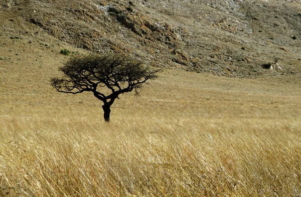 Одно шиповое дерево на травяном поле с горой — стоковое фото