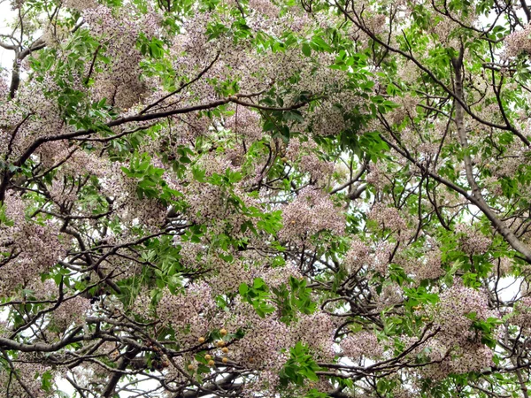 Дерево в весеннем цвету — стоковое фото