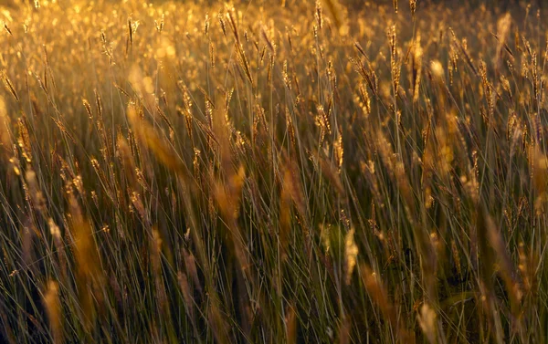 Traviny rudé slunce. — Stock fotografie