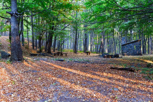 Abrigo da floresta no outono — Fotografia de Stock