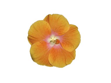 Orange Hibiscus from Sri Lanka isolated on white with clipping p