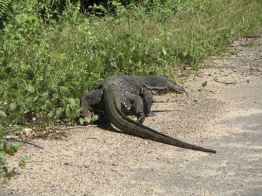 sri Lanka yolda büyük varanus.